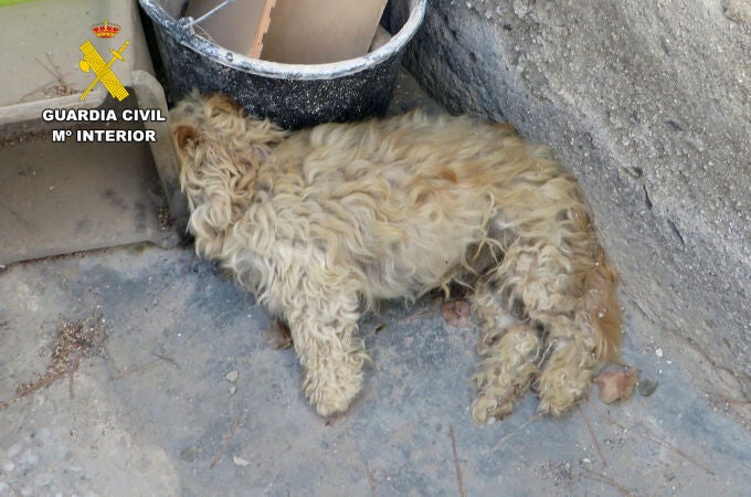 La Guardia Civil investiga a dos vecinos de Águilas por abandono animal