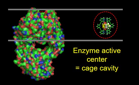 Cage catalyst