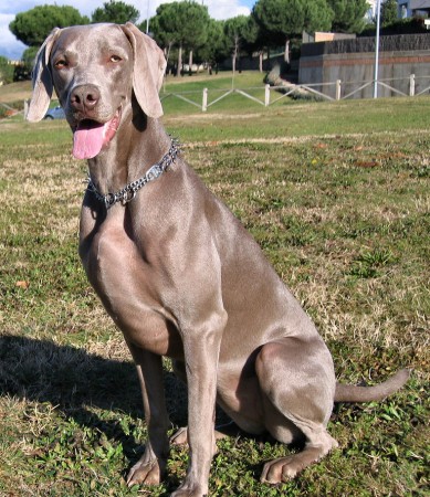 Weimaraner Grace