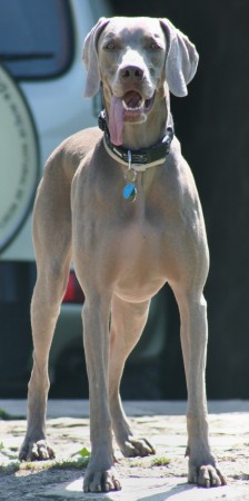 Weimaraner Grace