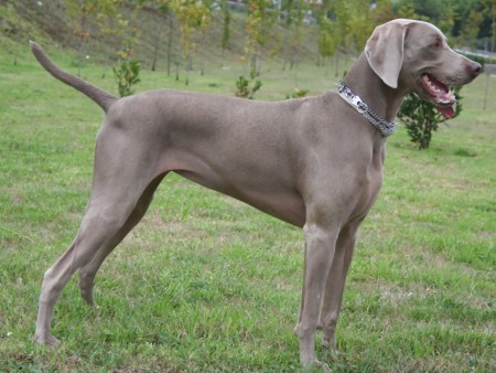 Weimaraner Grace