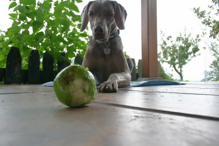 Weimaraner Grace