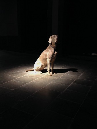 weimaraner grace 201404275