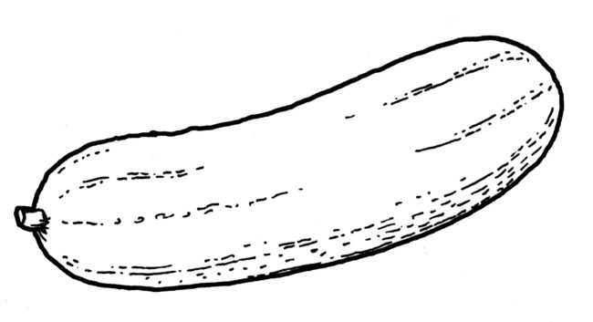 draw of cucumber