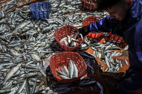 Blue fish illustrating common fisheries policy