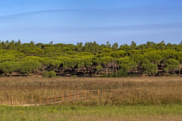 Field and trees illustrating environment action plan