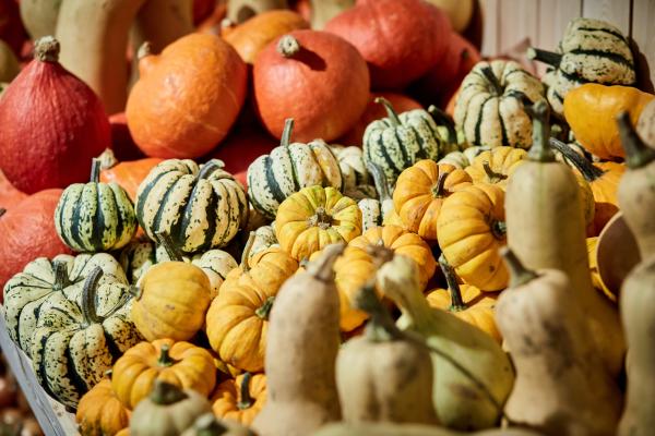 Pumpkins illustrating Organic action plan