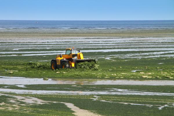 Green algae on a beach in Brittany