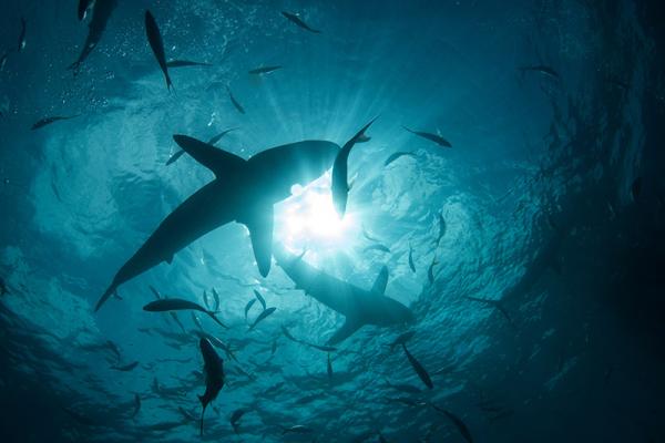 Silky sharks