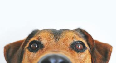 Closeup picture of a dog