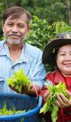 Two tea farmers showing tea leaves