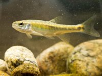 Eurasian Minnow in Natural Habitat  Eurasian minnow (Phoxinus phoxinus) is a Small Fish Carp Family Member living in fast flowing rivers in Eurasia : Eurasian minnow, Phoxinus phoxinus, animal, aquatic, background, carp, closeup, cyprinidae, environment, family, fauna, fish, fishing, france, french, freshwater, habitat, ichthyology, macro, minnow, natural, nature, perenurus, phoxinus, river, riverbed, spring, stone, submersed, summer, underwater, water, wild, wildlife