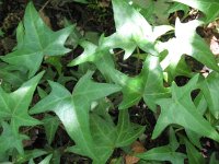 Hedera nepalensis 1, Saxifraga-Rutger Barendse