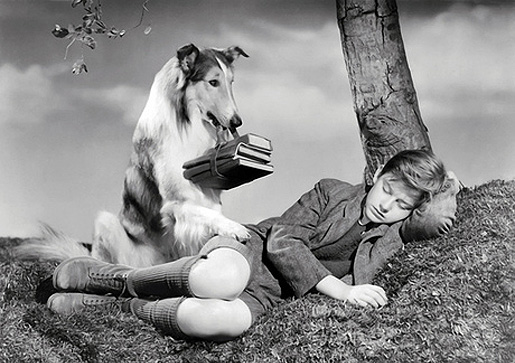 Lassie palaa kotiin, elokuvaversio 1943.