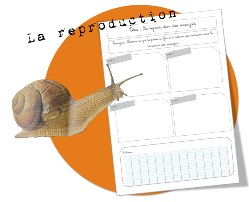 Sciences : Les escargots-observations