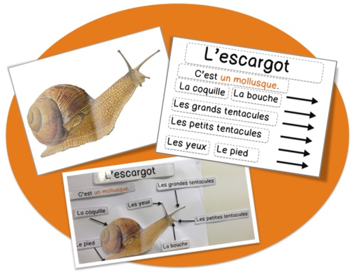 Sciences : Les escargots-observations