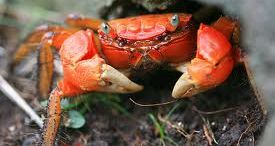 crabe farci