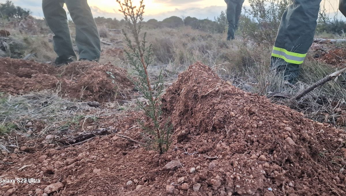 Plantation d'arbres à Creissan après l'incendie de 2019