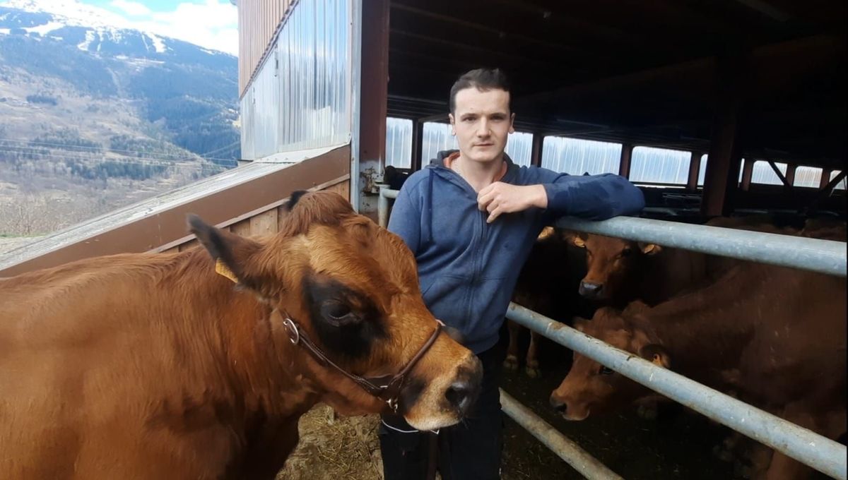 Louis Pin et Lorie, la vache qui va défendre son titre de reine des tarines !