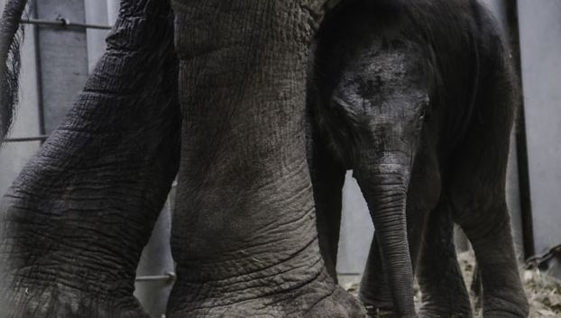 Tom va quitter le PAL pour rejoindre le zoo de Maubeuge