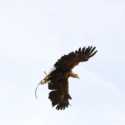 Les pygargues choisissent la Brenne pour ses milliers d'étangs.