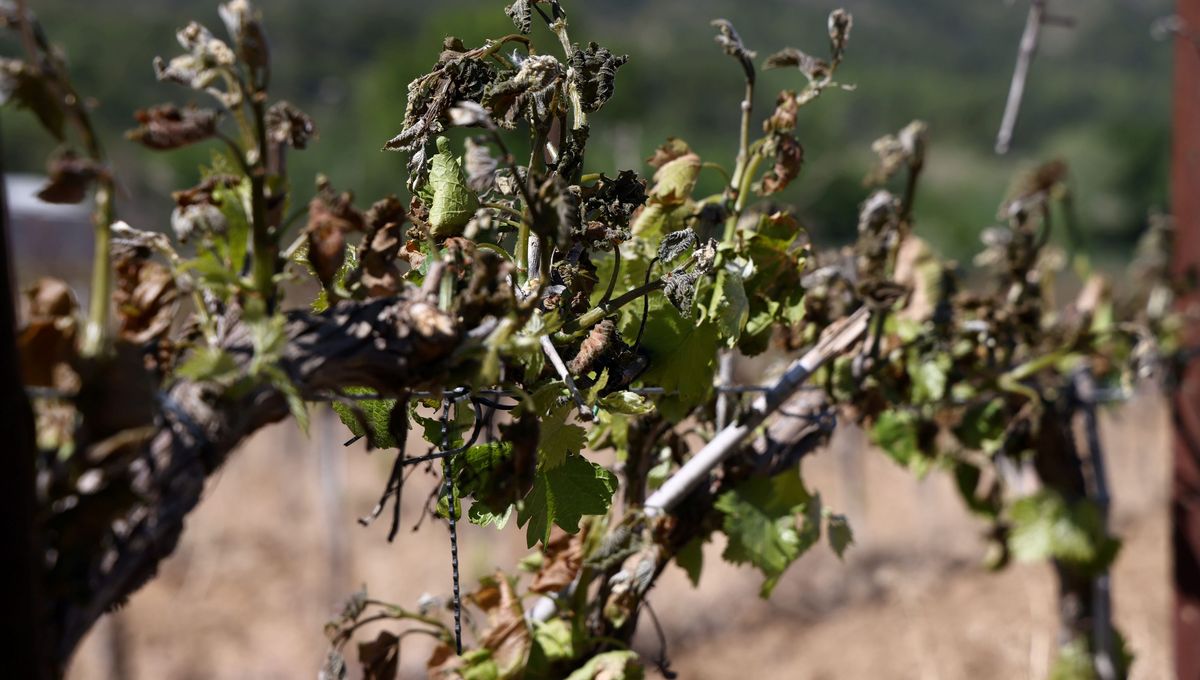 Le gel a fait des dégâts dans les vignes en Moselle en ce début de semaine (photo d'illustration).