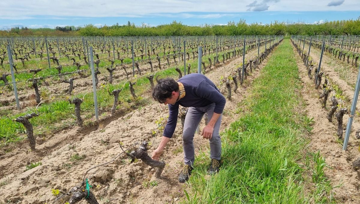 Dans sa parcelle de Mareau-aux-Prés, Edouard Montigny a perdu jusqu'à 70% de ses bourgeons