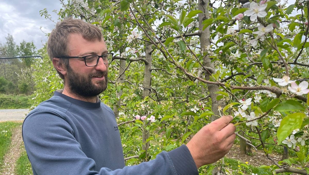 Loïc Kammerer, pomiculteur à Coussac-Bonneval (Haute-Vienne) a protégé ses vergers du gel attendu dans la nuit de jeudi à vendredi.