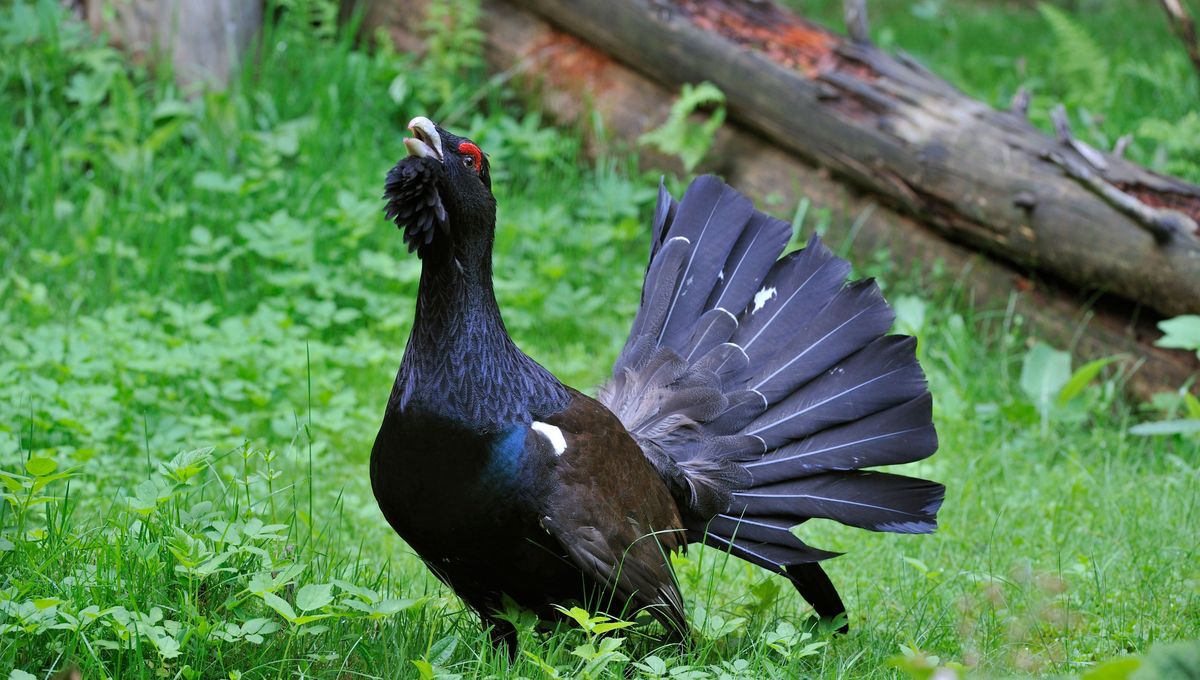 La Préfecture des Vosges a pourtant autorisé le projet de réintroduction de l'oiseau cette semaine