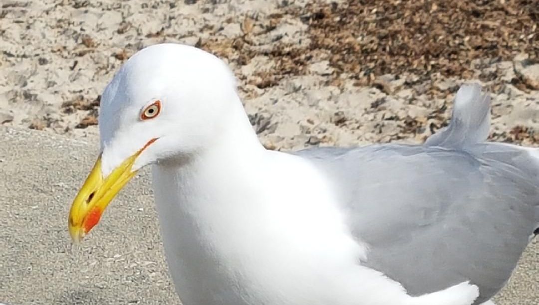 Plusieurs goélands morts, porteurs de la grippe aviaire, ont été retrouvé sur le littoral de la Manche et de l'Atlantique depuis le mois de juin.