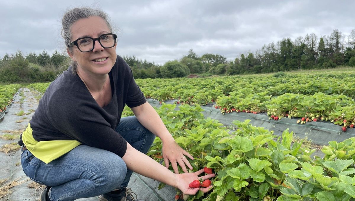 La cueillette des fraises a débuté mi mai, chez cette maraichère installée au Rheu, près de Rennes