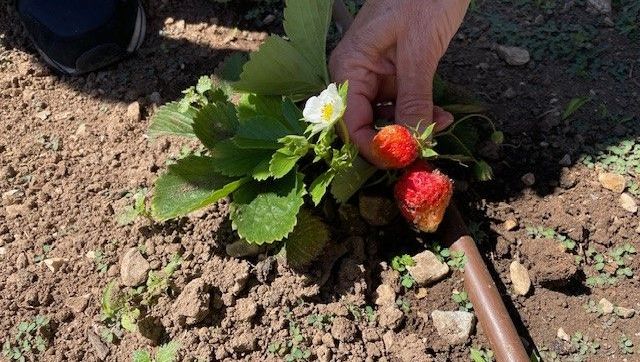 Un plant de fraises de la Valette en plein coeur du jardin remarquable de Baudouvin