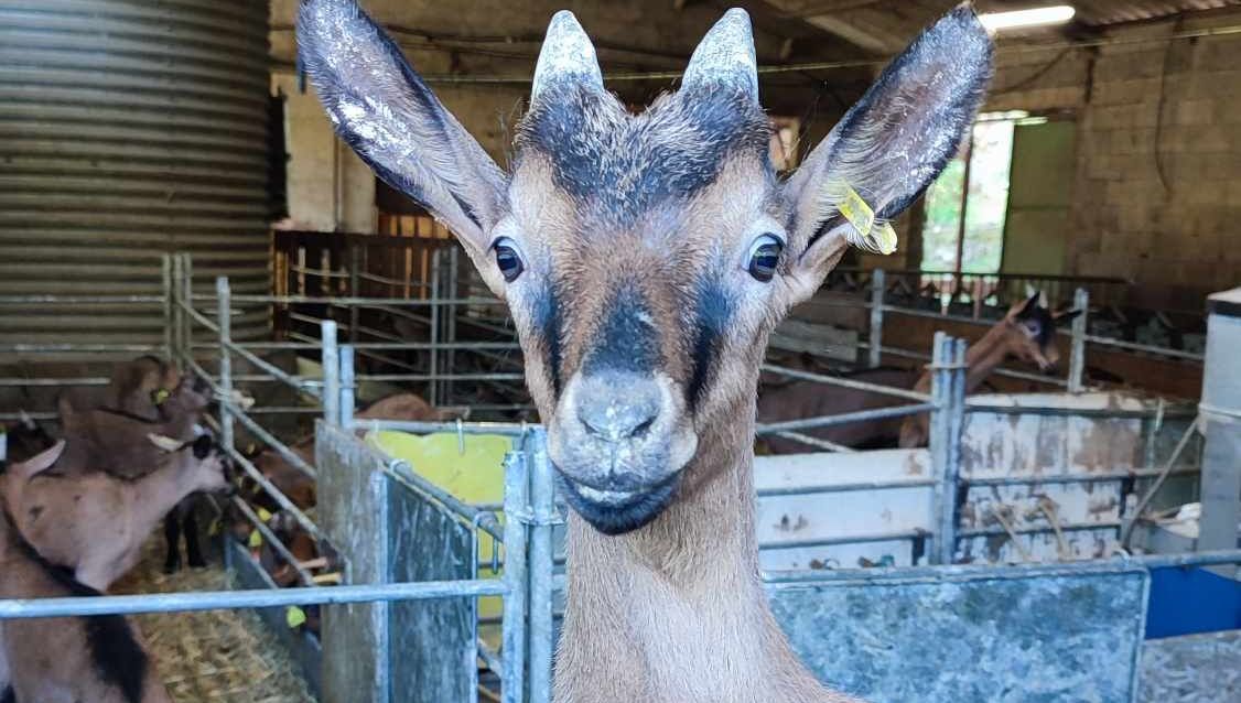 Jusqu'à 300 chevreaux arrivent chaque année à la chèvrerie