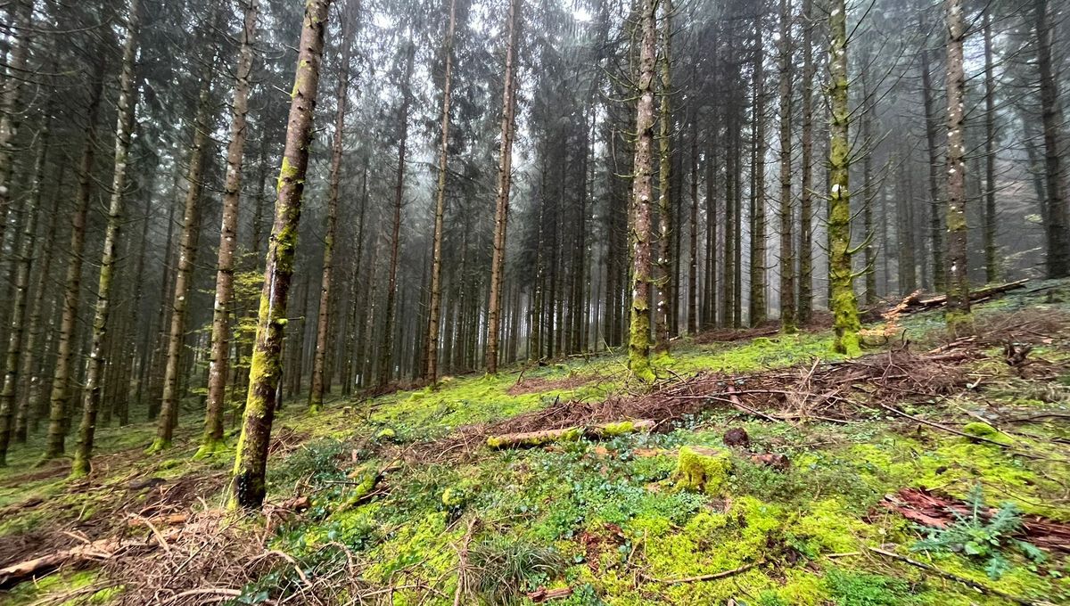 Le septuagénaire est resté bloqué plusieurs heures sous son quad en forêt à Serre-les-Moulières, alors qu'il allait cueillir du muguet