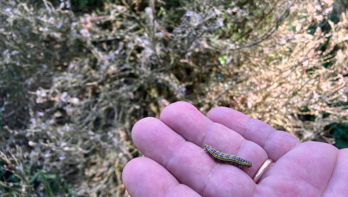 La pyrale du buis est une chenille qui mange les feuilles de l'arbuste jusqu'à l'assécher.