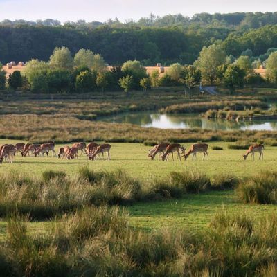 Les cerfs du parc de Sainte Croix