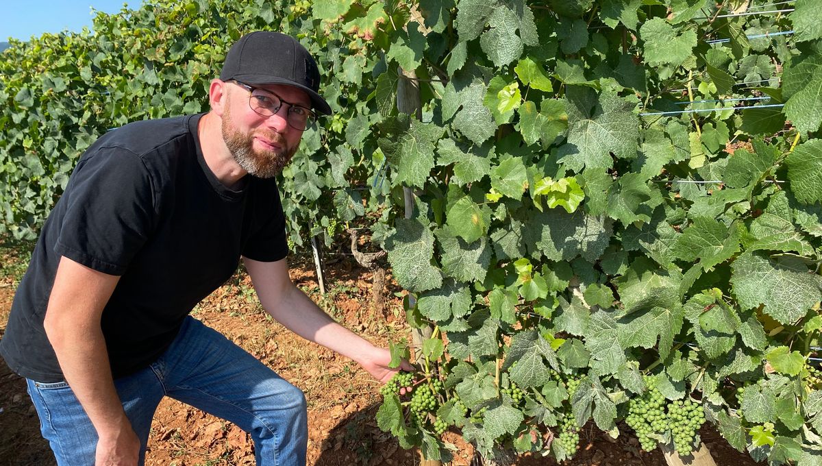 C'est le résultat de 40 ans de travail familial sur le domaine Muré à Rouffach, ici Thomas Muré  dans ses parcelles de pinot noir désormais Grand Cru