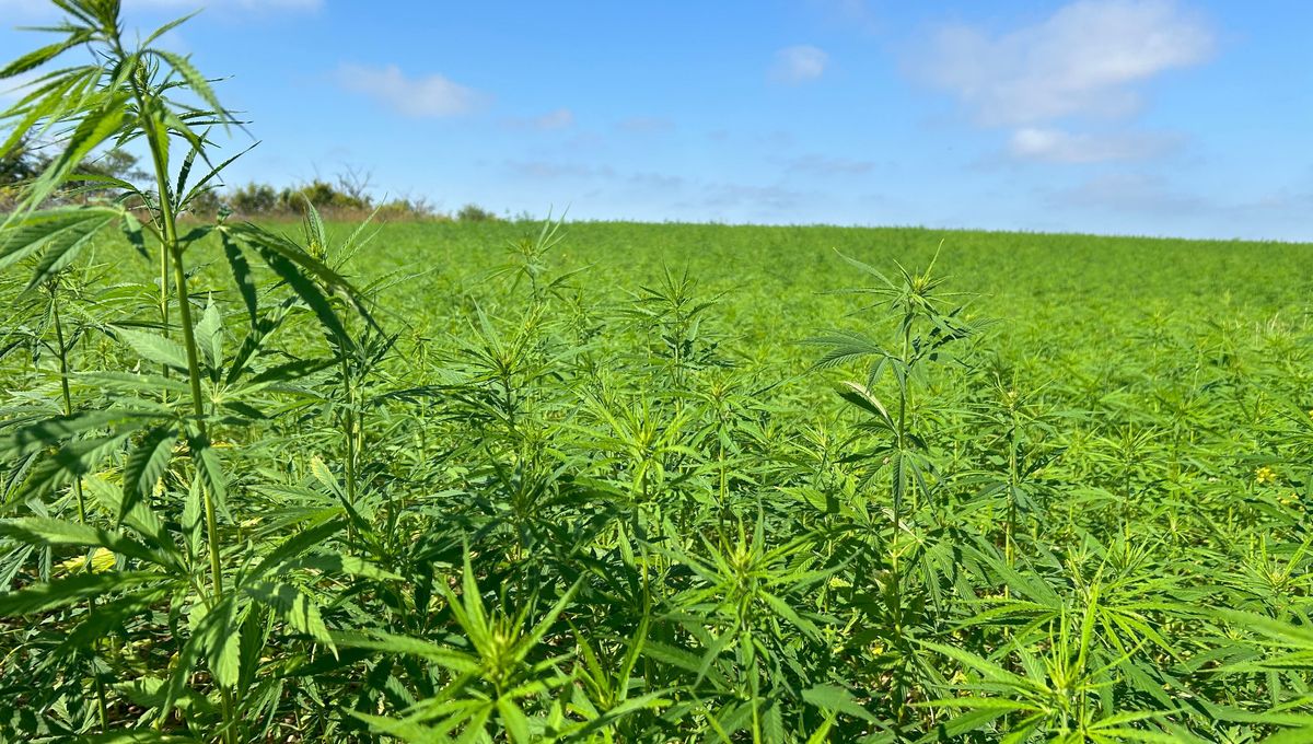 L'objectif pour Biotex est d'avoir une chanvrière de 4.000 hectares en Occitanie.