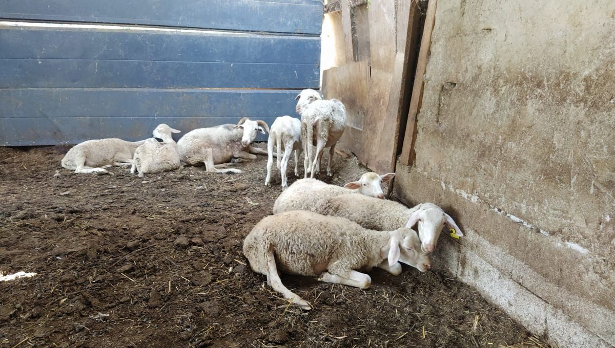 Une dizaine de brebis malades ont été mises à l'abris