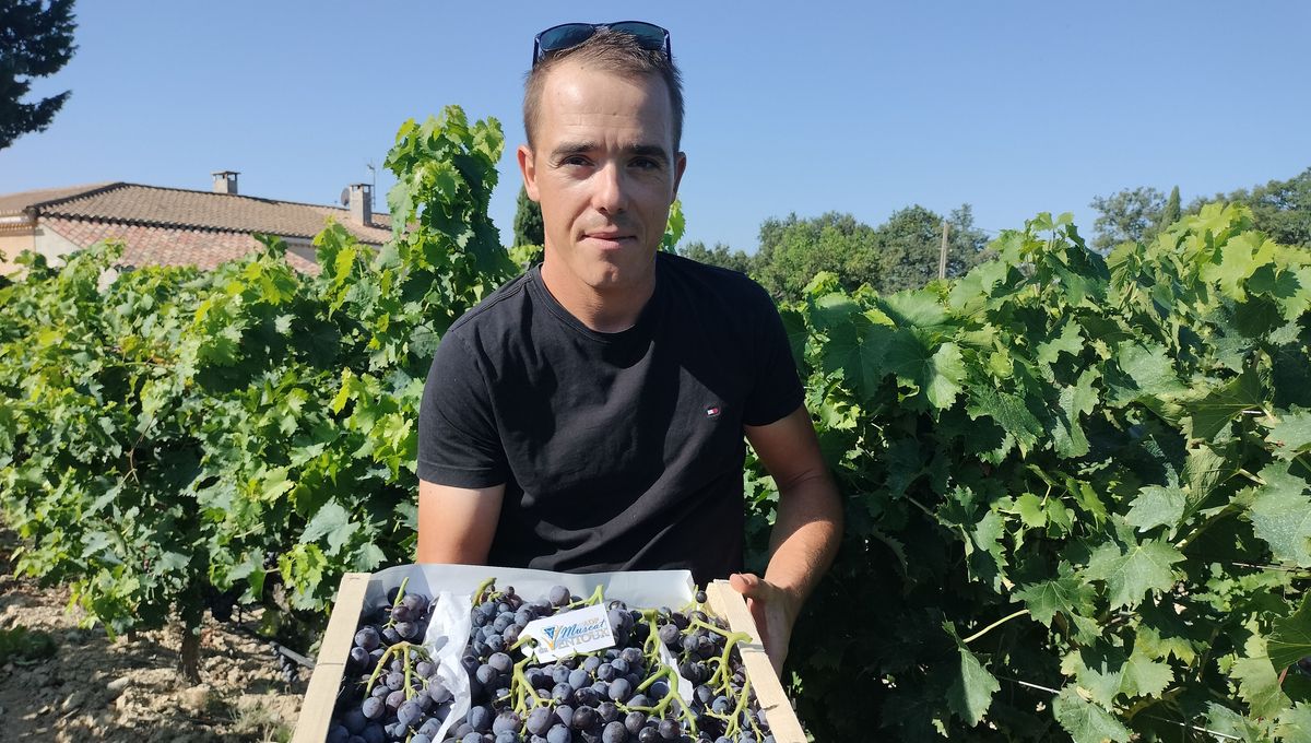 Guillaume Gretter, producteur de raisins muscat d'AOP du Mont Ventoux