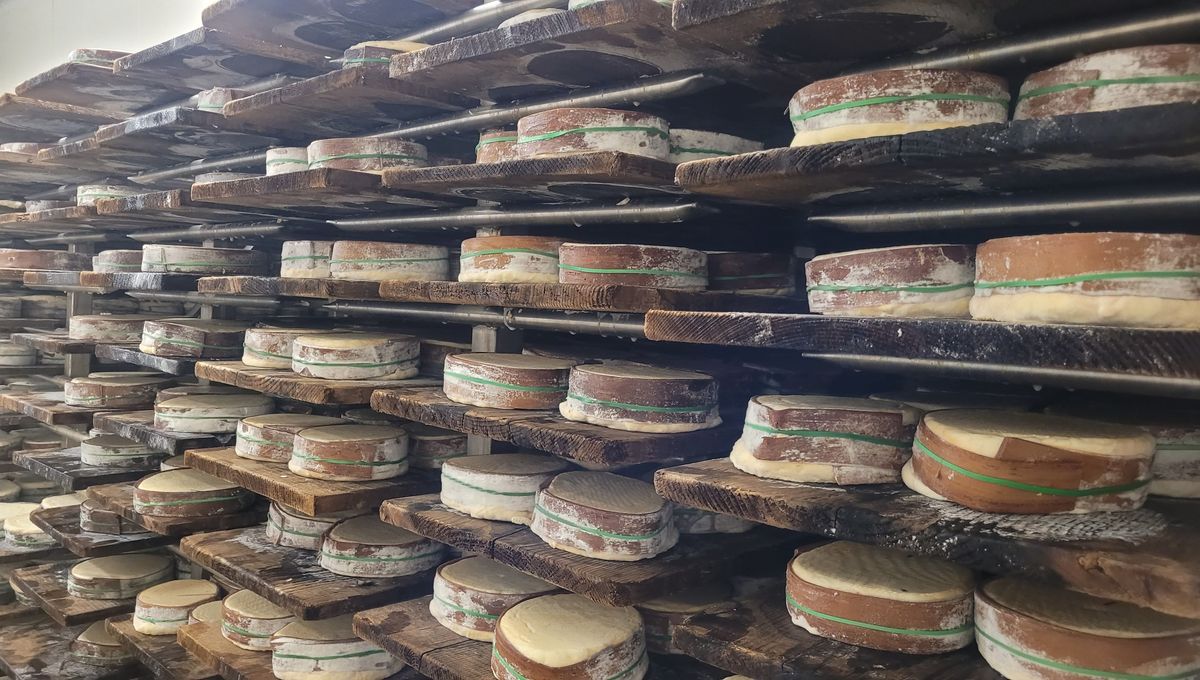 Dans les caves de la fromagerie Sancey-Richard, à Métabief. Les Mont d'Or sont affinés au minimum 21 jours avant de pouvoir être vendus.