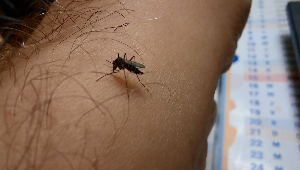 La dengue se transmet par les piqûres de moustiques