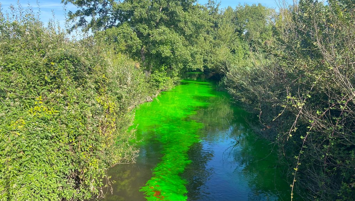 La Seudre teintée en vert à la hauteur de Saujon