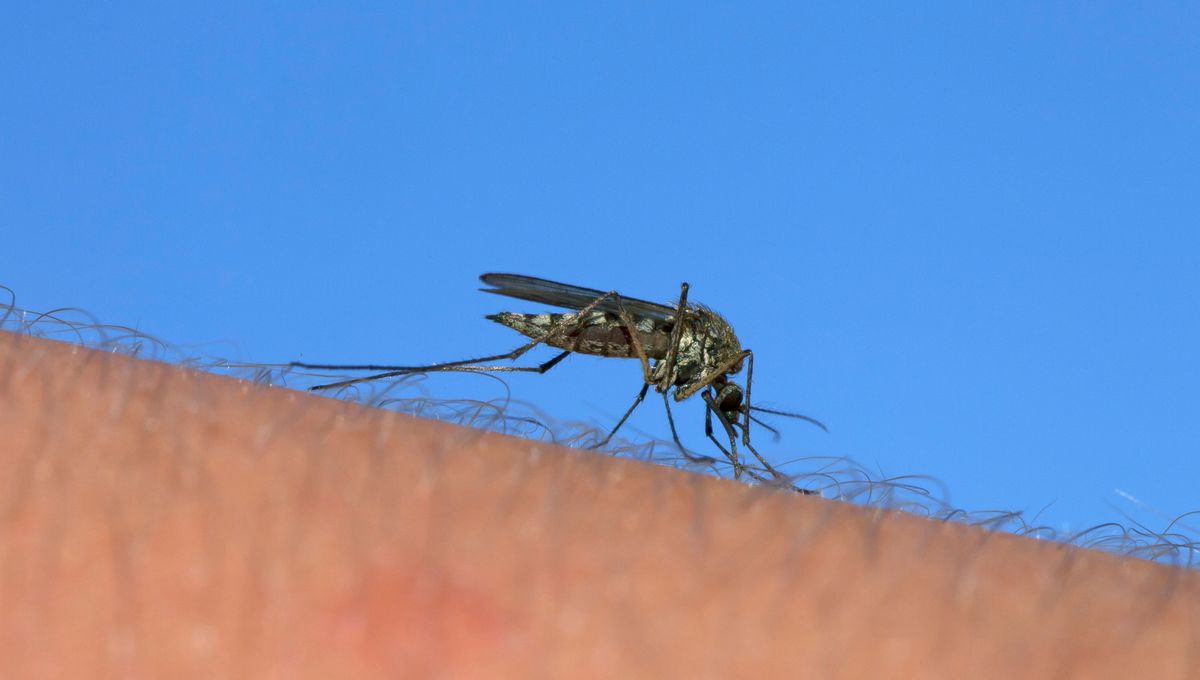 Le moustique commun Culex, principal vecteur du virus