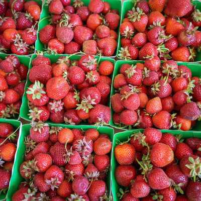 Au total, le grossiste a menti sur plus de 4 500 tonnes de fraises, 278 tonnes de framboises et 194 tonnes de myrtilles.