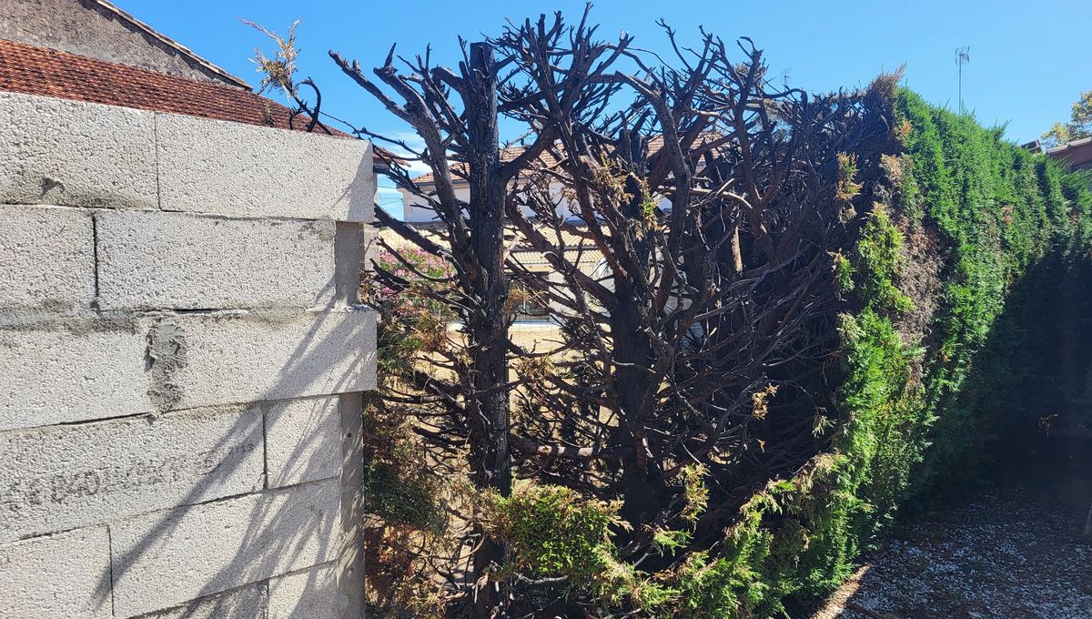 Malgré le mur construit par ce couple d'habitants, un feu d'origine criminel a quand même rongé leur haie. A quelques centimètres, la toiture d'un bâtiment.