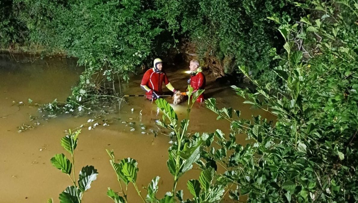 Les pompiers ont mis des heures à sortir le chien.