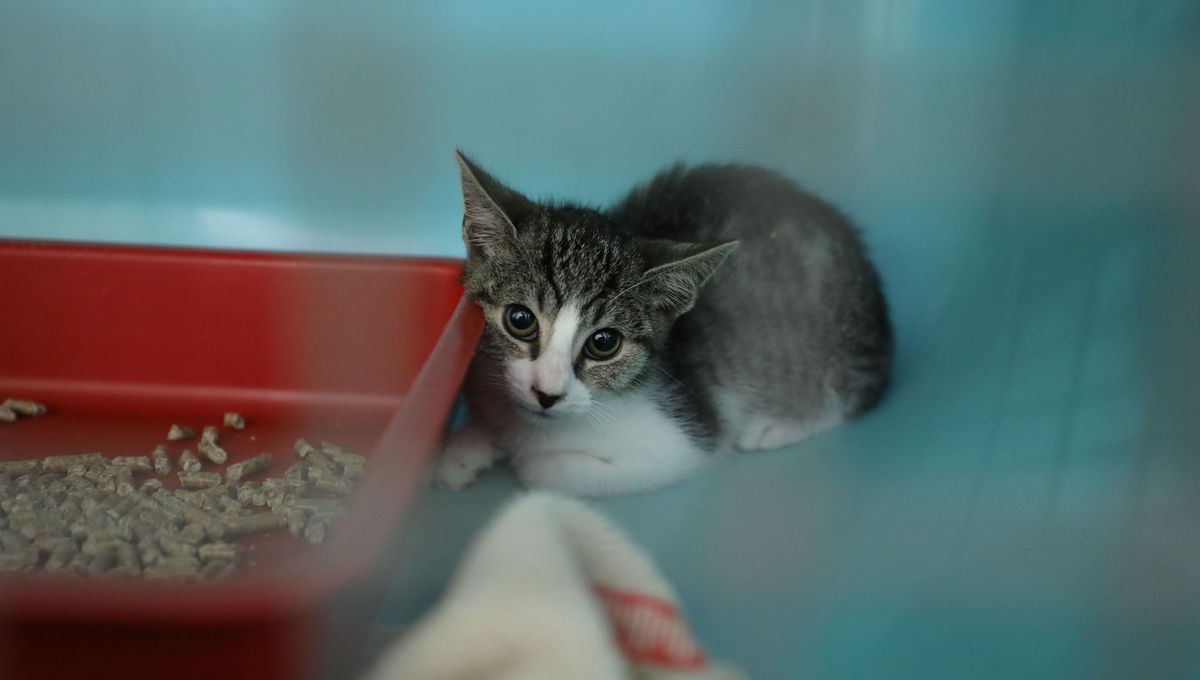 Quatre chats ont été retrouvés parmi les animaux secourus.