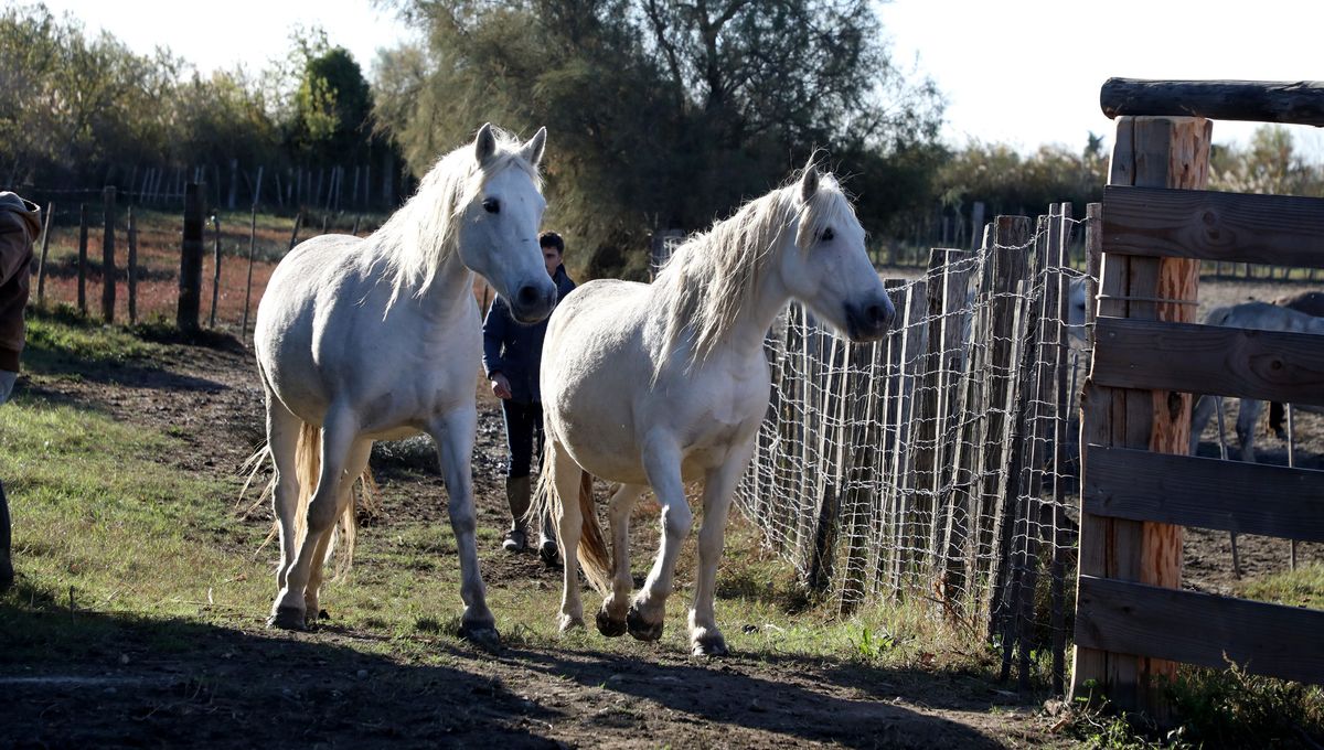 les chevaux de Camargue - illustration