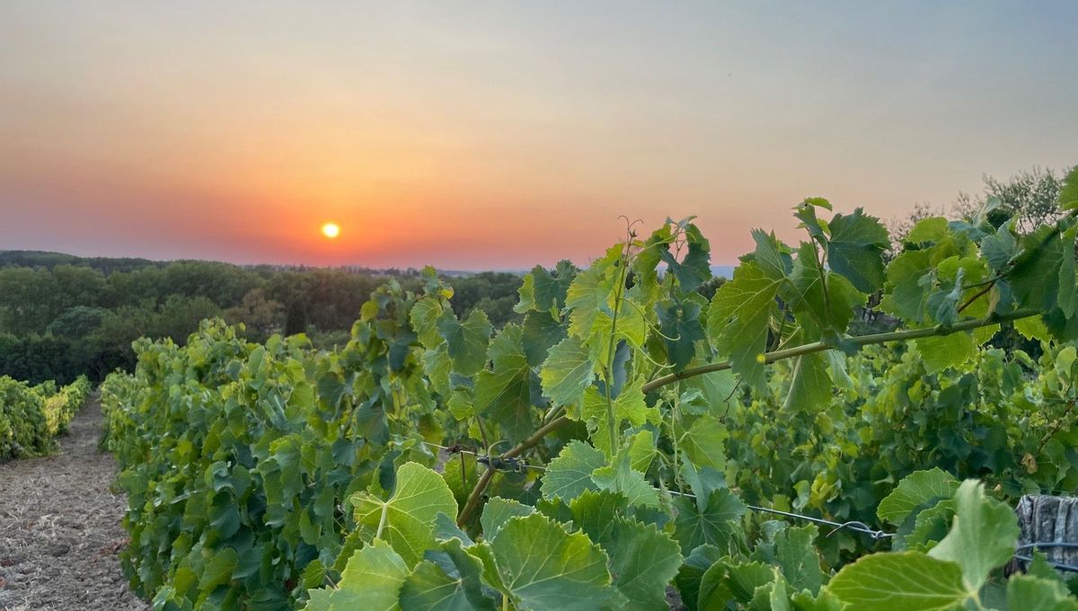 Les vignes au pied de la Cité de Carcassonne